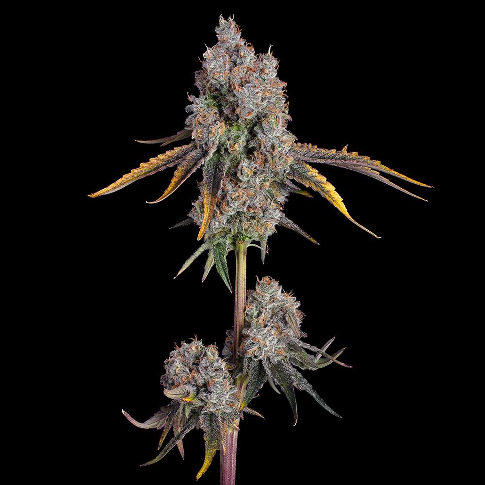 CandyGames25 Candy Games 25 by Happy Valley Genetics
