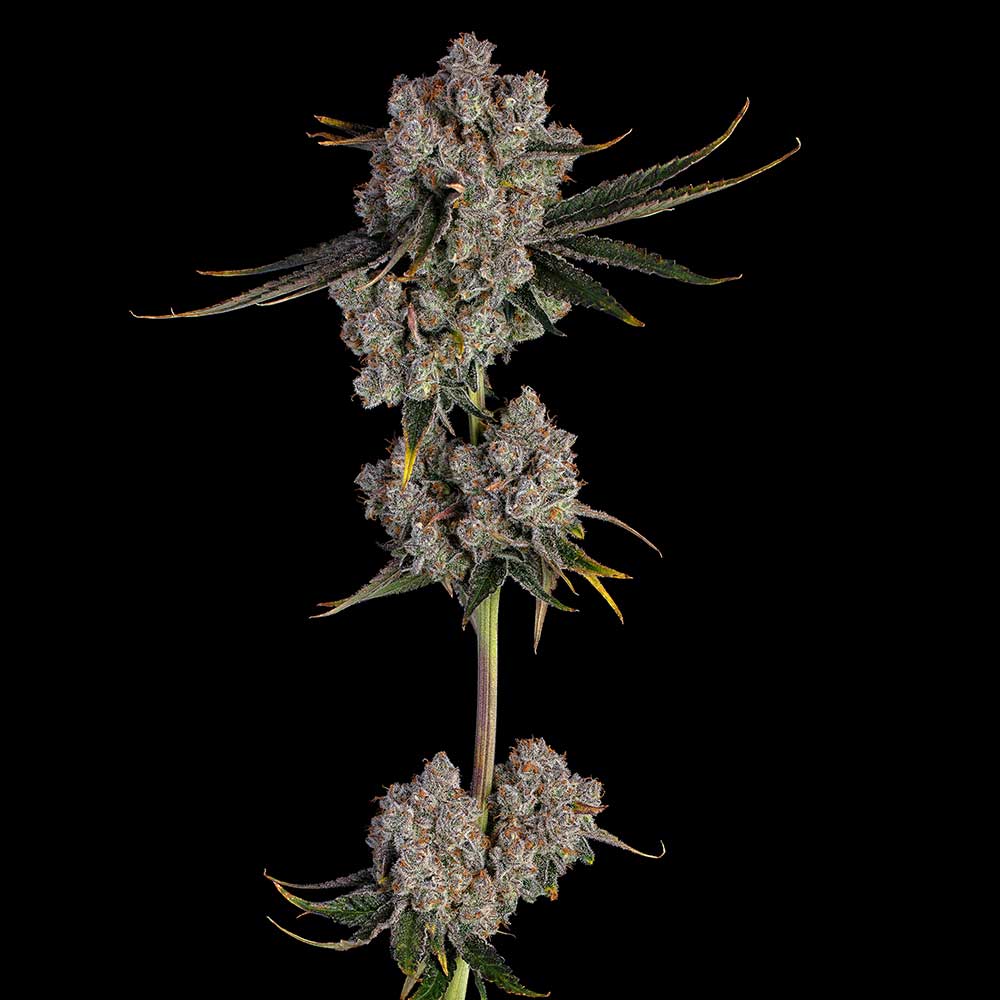CandyGames38 Candy Games 38 by Happy Valley Genetics