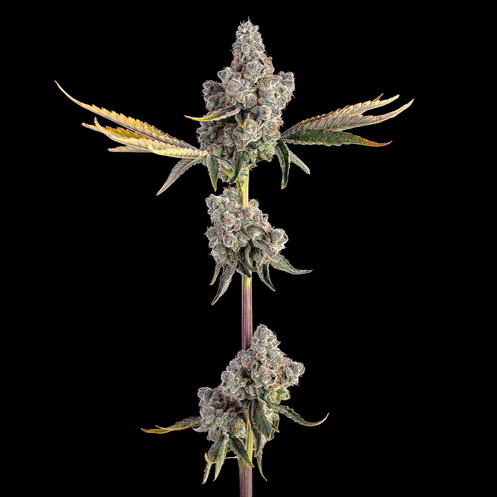 Overtime Flower Overtime flower by Happy Valley Genetics