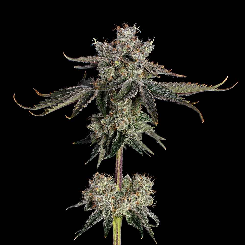 Sweet16 Sweet 16 flower