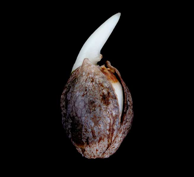 Cannabis seed Cannabis seed cracking open