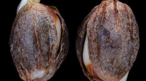 A close-up of two cannabis seeds, mostly brown in color, budding and beginning to grow.