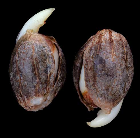 Gallery7-twoseeds A close-up of two cannabis seeds, mostly brown in color, budding and beginning to grow.