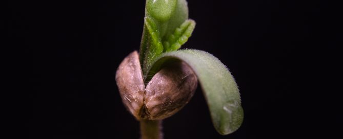 A close-up photo of a cannabis seed against a black background, beginning to germinate and sprout.