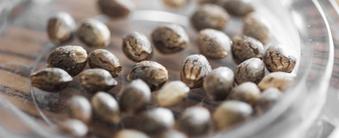 A close-up photo of many cannabis seeds in a small glass bowl, placed on a wooden table.