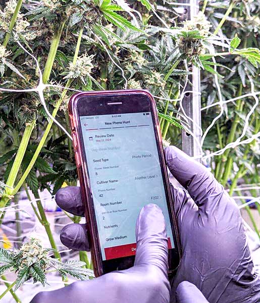 Photo of using the PhenoHunter Mobile App