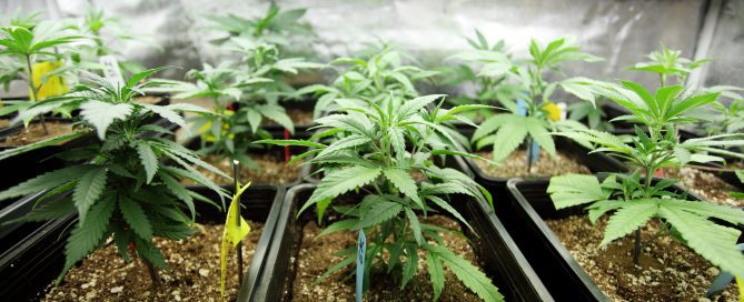 Three rows of cannabis plants growing in a grow room, featuring rich green leaves and strong stems.