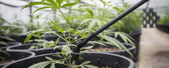 An up-close photo of a cannabis plant being watered inside a large greenhouse.