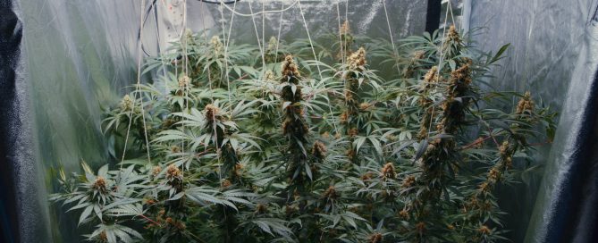 A photo of several tall cannabis plants growing inside of a grow tent.