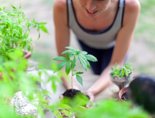 Where to Buy Cannabis Seeds in New York