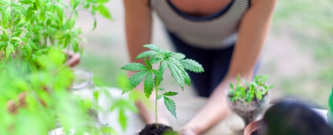 A photo of a woman planting and growing several cannabis plants.