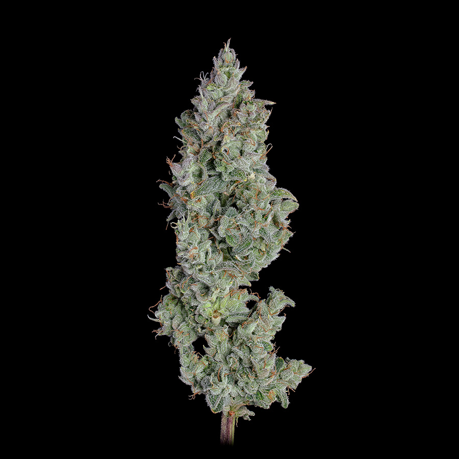 Pineapple Diesel (Lilac Diesel x Pinapple Runtz) Pineapple Diesel Lilac Diesel x Pinapple Runtz