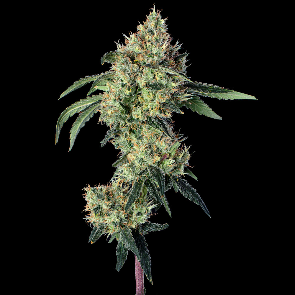 Lemon-Prime Lemon Prime cannabis flower branch shot