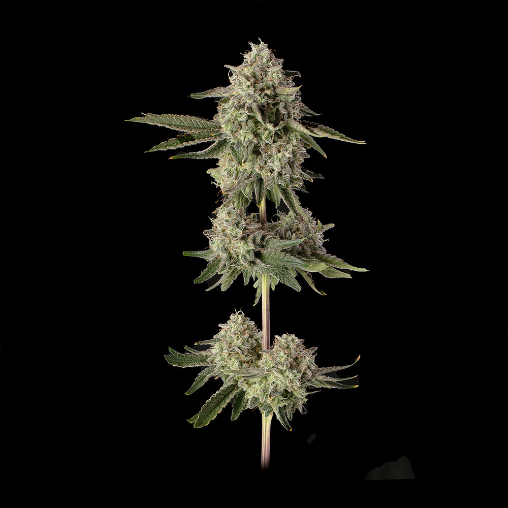 Super-Belts Super Belts cannabis flower branch photo