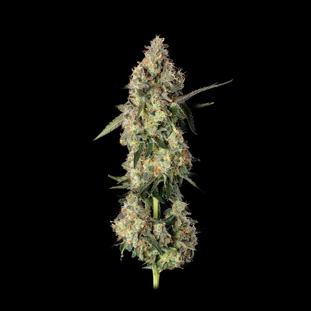 Lemon Smuggler (Han Solo Burger x SLH119) Lemon Smuggler (Han Solo Burger x SLH119)