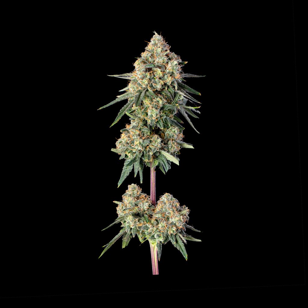 Permanent Haze Permanent Haze Flower